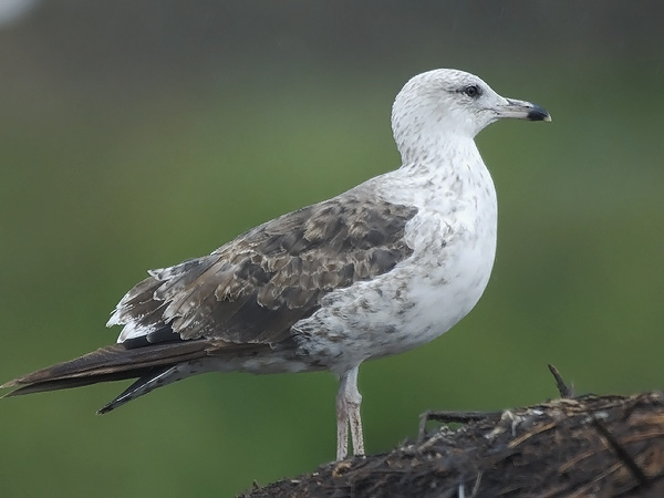 Selkälokki, Lesser Black-backed Gull, Larus fuscus